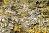 Myriolecis hagenii image