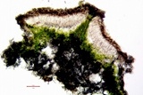 Myriolecis hagenii image