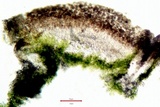 Myriolecis hagenii image