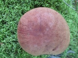Leccinum vulpinum image