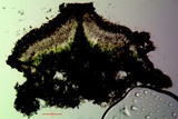 Myriolecis hagenii image