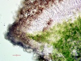 Myriolecis hagenii image