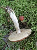 Leccinum vulpinum image