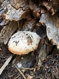 Tyromyces leucospongia image