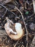 Tyromyces leucospongia image