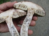 Leccinum vulpinum image