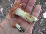 Suillus weaverae image