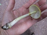 Amanita flavorubens image