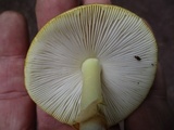 Amanita flavorubens image