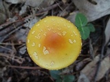 Amanita frostiana image