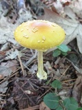Amanita frostiana image