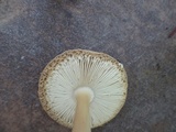 Amanita sect. Vaginatae image