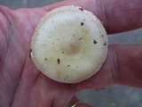 Amanita sect. Vaginatae image
