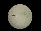 Amanita sect. Vaginatae image