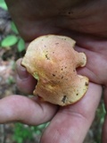 Chalciporus pseudorubinellus image
