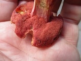 Chalciporus pseudorubinellus image