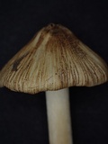 Inocybe squamata image