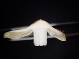 Inocybe squamata image