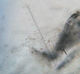 Inocybe squamata image