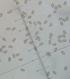 Inocybe squamata image