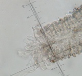 Inocybe squamata image