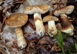 Tylopilus rhodoconius image