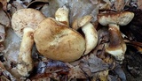 Tylopilus rhodoconius image
