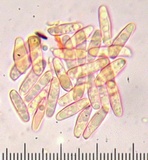 Tylopilus rhodoconius image