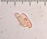 Tylopilus rhodoconius image