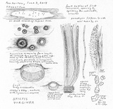 Stictis virginea image