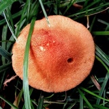 Cortinarius bolaris image