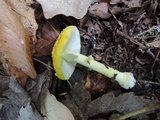 Amanita frostiana image