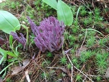 Clavaria zollingeri image