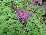 Clavaria zollingeri image
