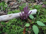 Clavaria zollingeri image