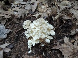 Polyporus umbellatus image