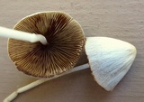 Conocybe apala image