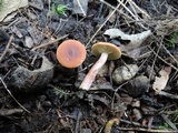 Lactarius nitidus image