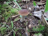 Leccinellum pseudoscabrum image