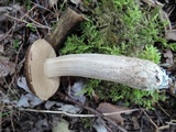 Leccinellum pseudoscabrum image