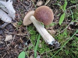 Leccinellum pseudoscabrum image