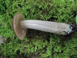 Leccinellum pseudoscabrum image