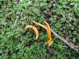 Clavulinopsis amoena image