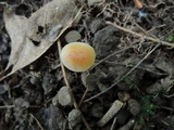 Hygrocybe laeta var. laeta image