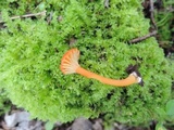 Hygrocybe miniata image