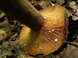 Lactifluus corrugis image