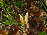 Clavariadelphus occidentalis image