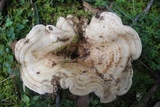 Lactarius yazooensis image
