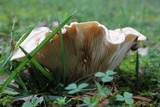 Lactarius yazooensis image