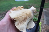 Lactarius yazooensis image